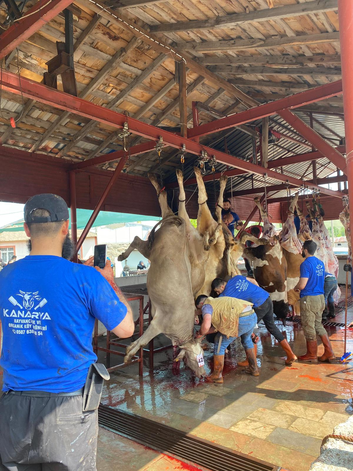 Kanarya Hayvancılık